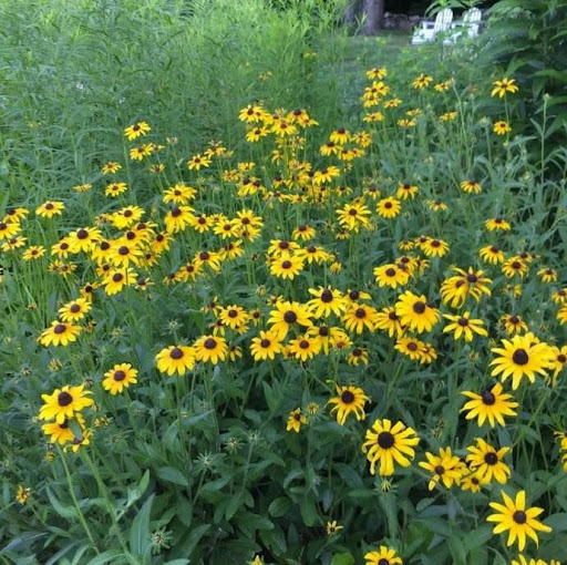 Black-eyed Susan