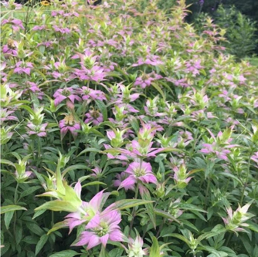 Spotted Bee Balm