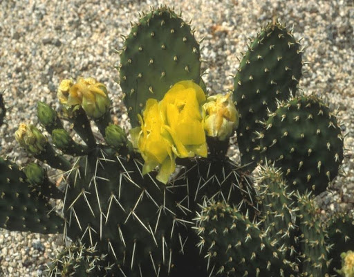 Eastern Prickly Pear