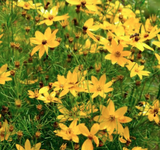 Threadleaf Coreopsis