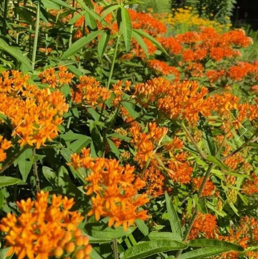Butterfly Milkweed