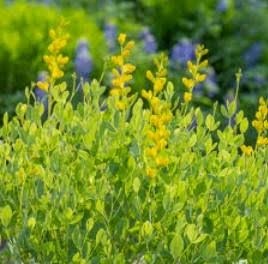 Yellow Wild Indigo
