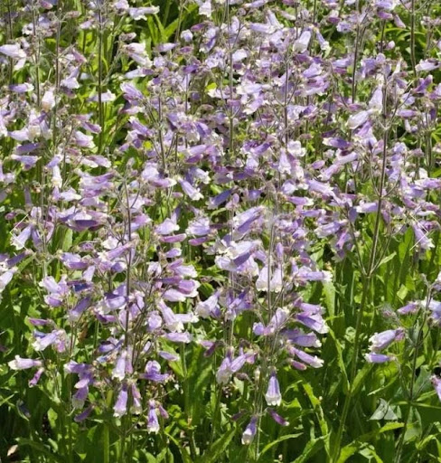 Hairy Beardtongue
