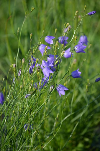 Harebell