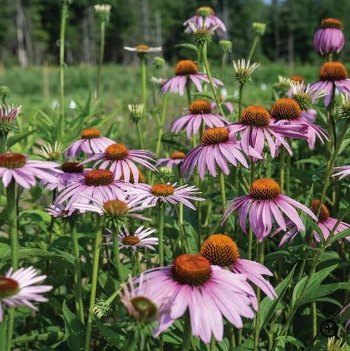 Eastern Purple Coneflower