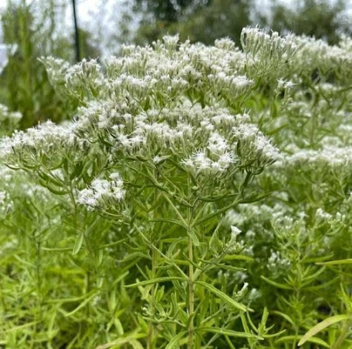 Hyssop-leaved Thoroughwort