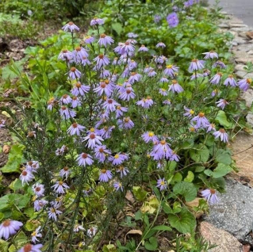 Stiff Aster