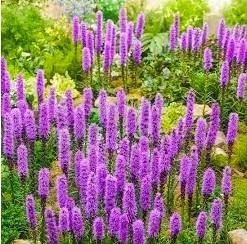 Blazing Star